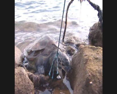 Marmaris’te Caretta Caretta’ya İşkence