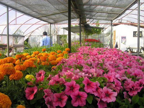 BELDİBİ’NDE ÇİÇEKLER AÇIYOR