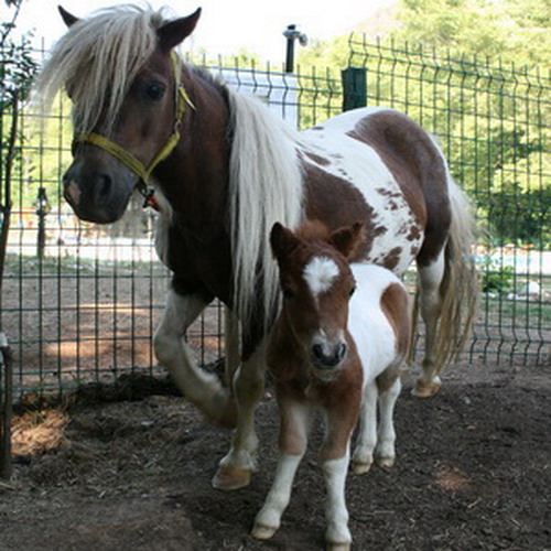 Havuzlu Bahçenin Bobo’suna Büyük İlgi