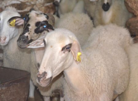 Marmaris'te Karantina İlan Edildi