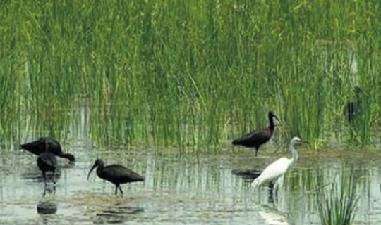 “Sulak alanlar turizmin vazgeçilmezidir”