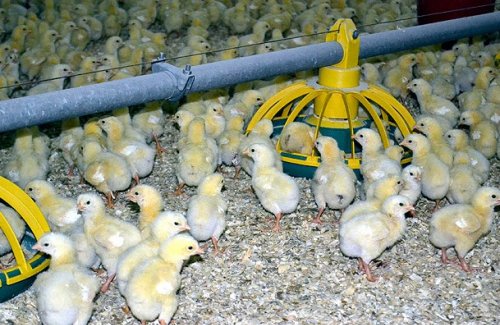 Beslenirken pop dinlenirken ilahi