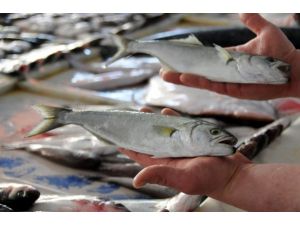 Lüfer, 4 mevsim sofraları süsleyecek