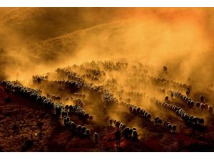 Yılın basın fotoğrafları yarışmasına AA damgası
