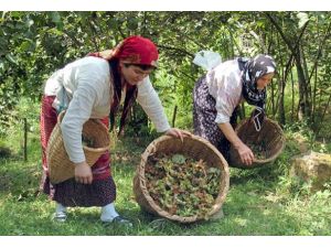 Fındık destek tutarı açıklandı