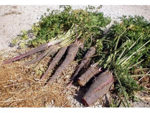 Ateş düşüren siyah havuç