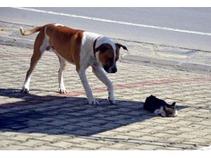 Kedi için köpeğin yardım çağrısı