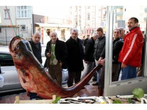 3,5 metrelik yayın balığı şaşırttı