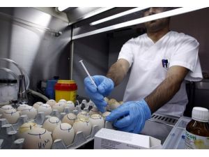 Yunanistan'da "domuz gribi" alarmı