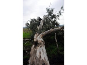 Fırtına 75 yıllık okaliptüs ağaçlarını devirdi