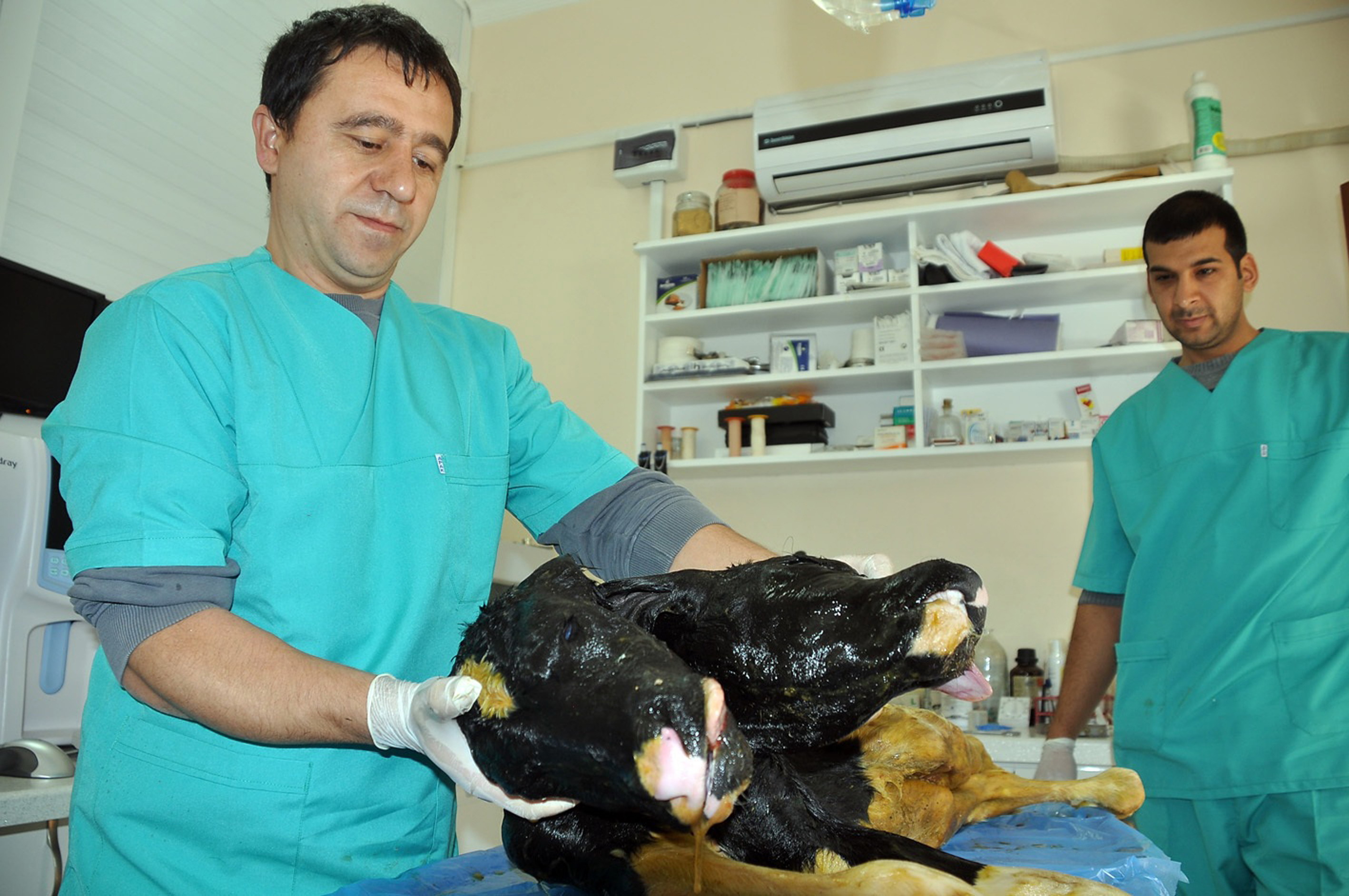 Muğla'da çift başlı buzağı doğdu