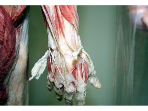 17 yıl sonra kadavralı eğitim