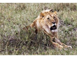 Zimbabve'de aslan alarmı