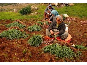 Tarıma kadınlar hayat veriyor