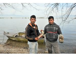 Yazın pamuk kışın balık