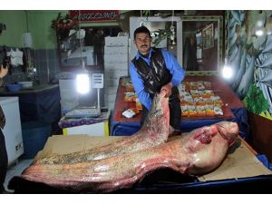 Gölde 100 kiloluk dev yakalandı