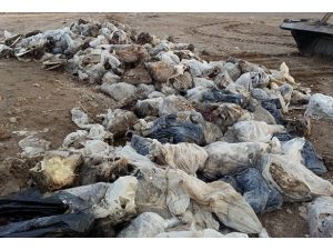 Van'da çok sayıda hayvan kafası bulundu