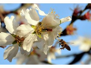 Bal arıları elektro sensörlerle yol belirliyor
