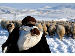 "Diplomalı çobanlığa" akademik destek