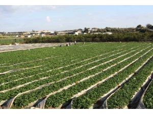 Çiftçiye kredi müjdesi