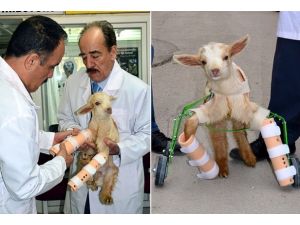 Felçli oğlağa protez taktılar