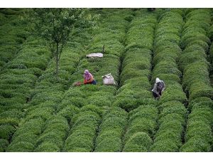 Yaş çay destekleme primi ödemeleri başladı