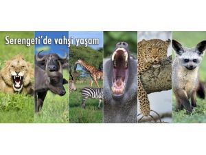 Serengeti'de vahşi yaşam