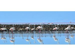 Tuz Gölü'nde rekor