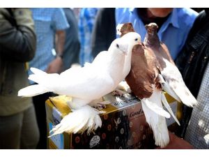 En nadide kuşlar Erbil pazarında