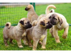 'Saf Kangal' için sıra bekliyorlar
