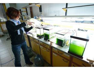 Karbondioksidi enerjiye çevirecekler