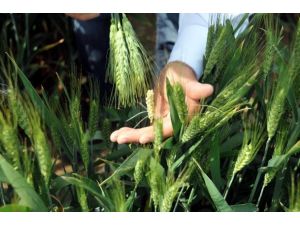 TİGEM "az harcayıp çok kazanacak"