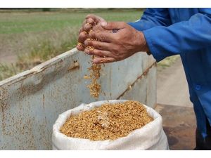 25 milyon çiftçi GDO'lu tohum kullanıyor