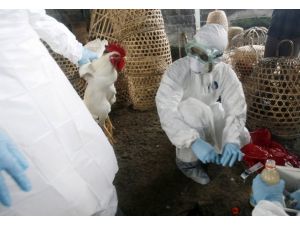 Çin'deki kuş gribinin kaynağı bulundu