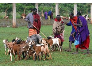 Yırtıcılarla iç içe yaşayan halk: Masailer