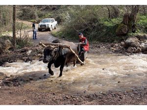 Artvin'de boğalar güreşlere hazırlanıyor