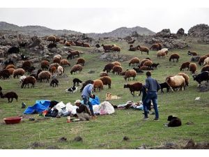 Çobanlar yaylada mesaiye başladı