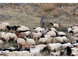 Çözüm süreci besicileri umutlandırdı