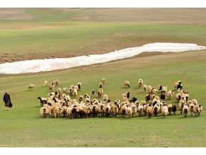 "Çözüm süreci" et fiyatlarına da yarayacak