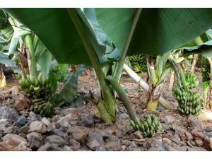 Hortum muz seralarına zarar verdi