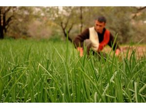 Tarım desteklemelerine yoğun ilgi