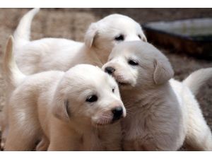 "Akbaş" için sıra bekliyorlar