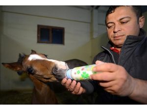 Geleceğin şampiyon tayları için "doğum nöbeti"