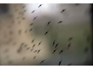 Paraguay'da dang humması salgını 