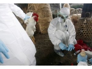 Çin'de kuş gribinden ölenlerin sayısı artıyor