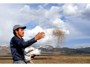 Yerli tohumda sınırları aştılar
