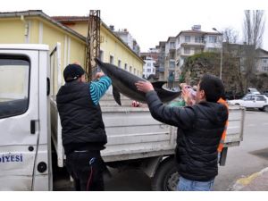 Av yasakları yunusları kurtardı