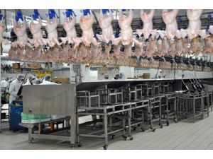 Tavuk eti üretiminde hormon kullanılmıyor