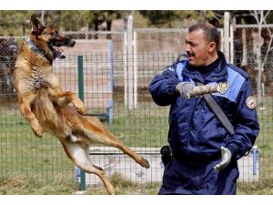 "Suçluların korkulu rüyası" polis köpekleri