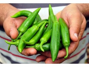 Tadı acı, kazancı tatlı